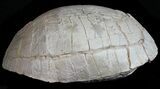 Nice, Fossil Tortoise (Stylemys) - South Dakota #50816-1